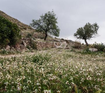 SANTUARIO DE LA VIRGEN DE MONTEAGUD DESDE ULEILA DEL CAMPO (CIRCULAR,S. DE FILABRES) 