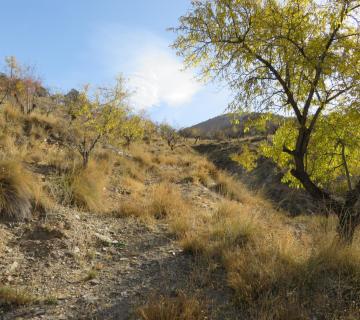 TETICA DE BACARES o CERRO NIMAX desde BACARES - REGRESO por PIEDRA DEL RELOJ y SENDERO PR-A14 (Sierra Filabres)