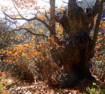 2017-12-10 Otoño en la senda del Agua. Castañar de Paterna del Río