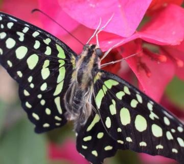 MARIPOSARIO