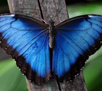 MARIPOSARIO