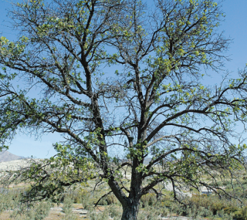 Acerolo del Cortijo de las Iglesias