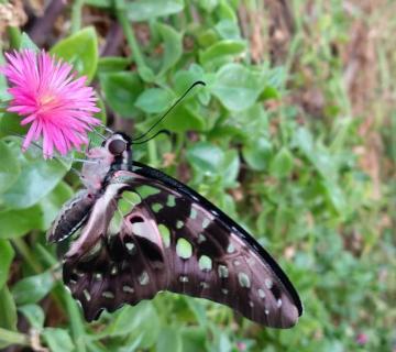 MARIPOSARIO