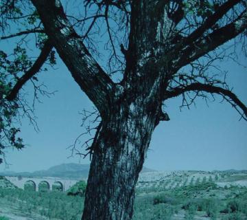 Acerolo del Cortijo de las Iglesias