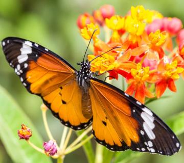 MARIPOSARIO