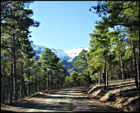 el encinar