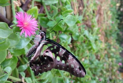 MARIPOSARIO