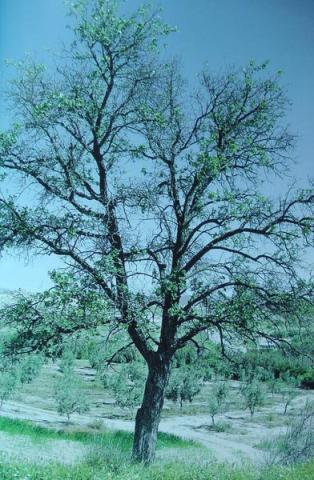 Acerolo del Cortijo de las Iglesias